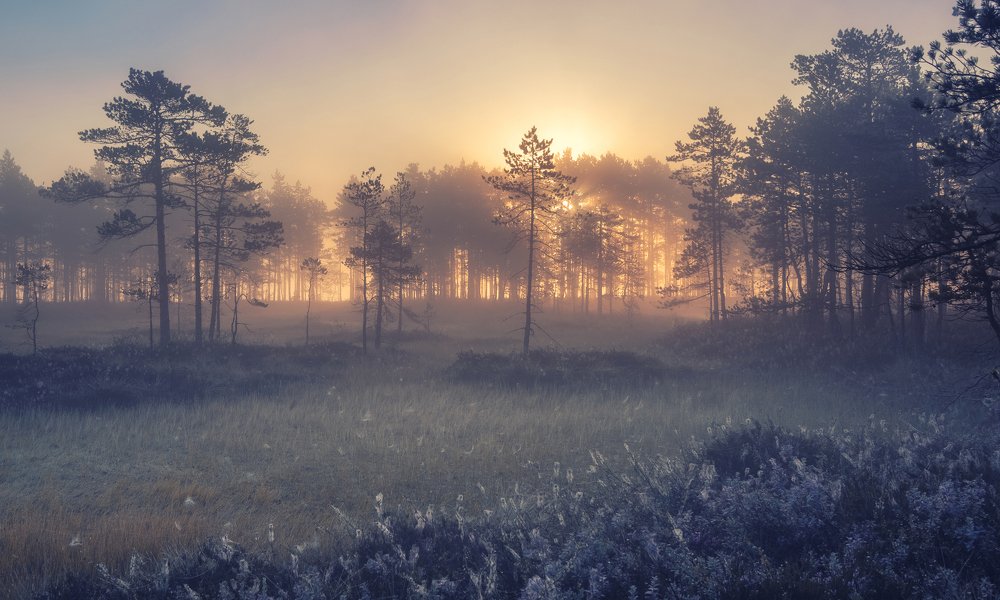 Photograph by Светлана Краюшкина