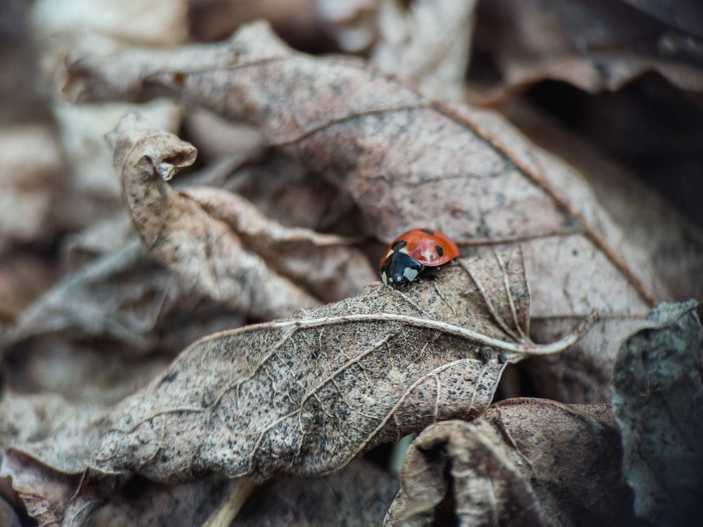 Осень божьей коровки