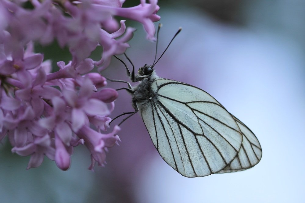 Photograph by Леунина Людмила