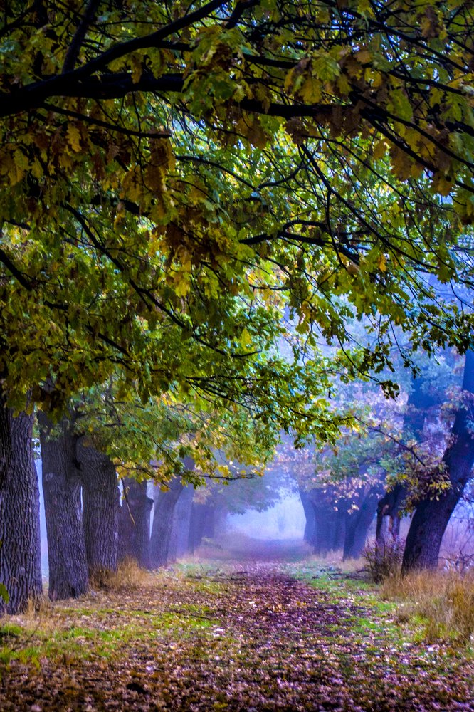 Фотография автора sose