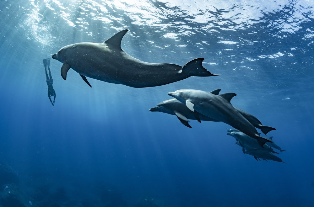 A skin diver and dolphins