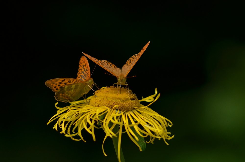 Photograph by Николай Абрамов