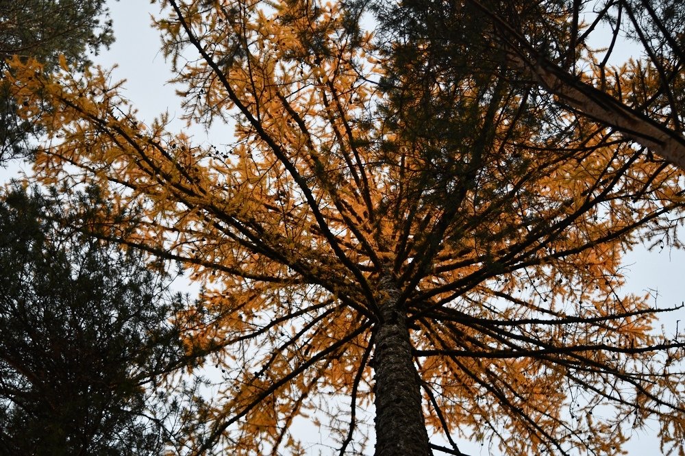 Photograph by Валерия Бердникова