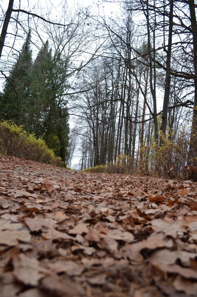 Тропинка в осень
