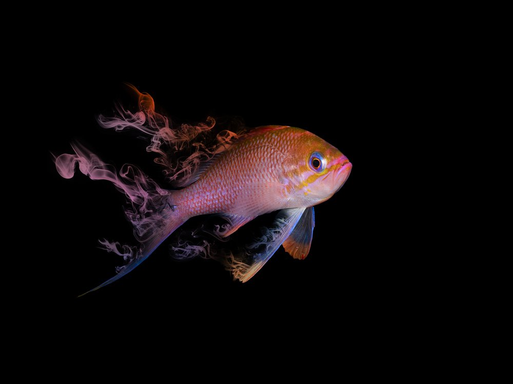 Фотография автора Francisco Sedano