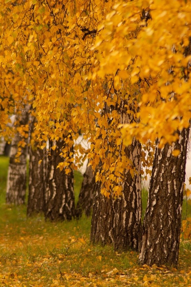 Photograph by Елена Клочкова