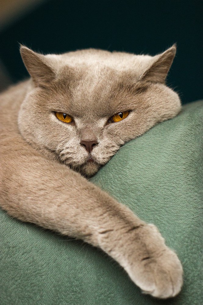 Пушкин, он же Пушок