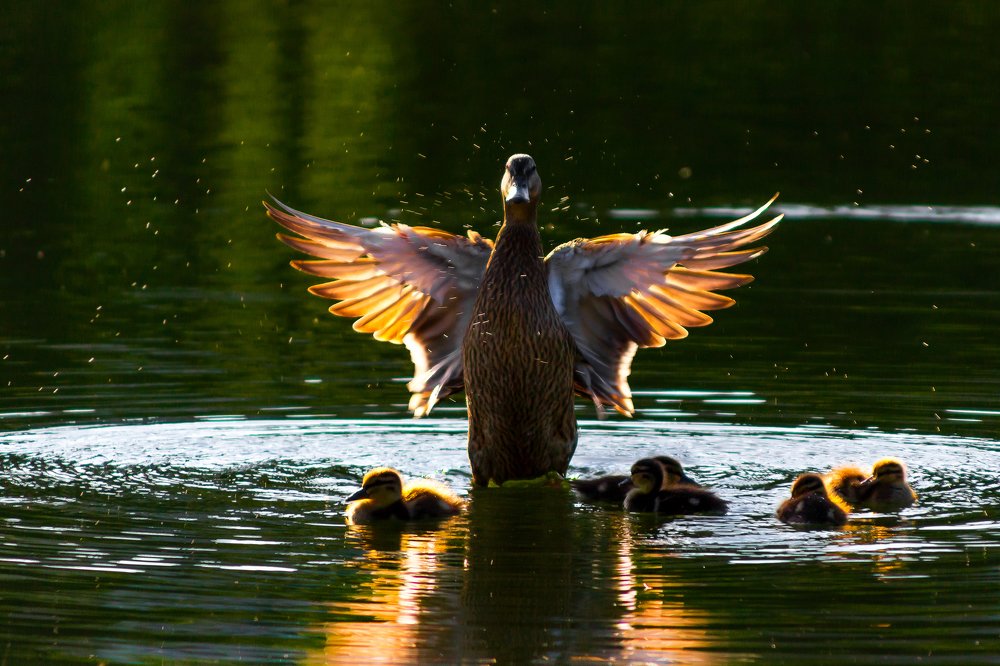 Photograph by Оксана Казакова