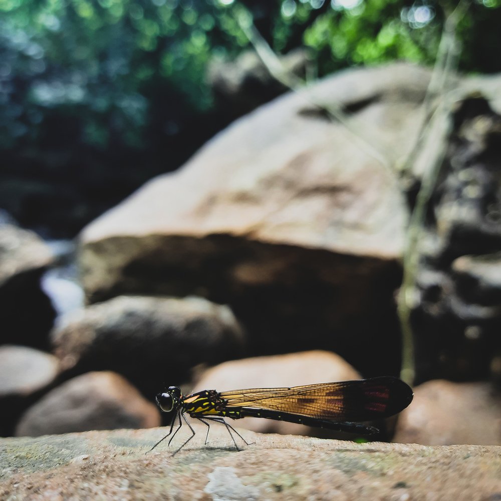 Photograph by NIRANJAN WADEKAR