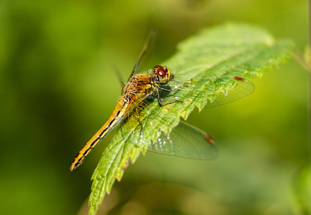 Попрыгунья стрекоза