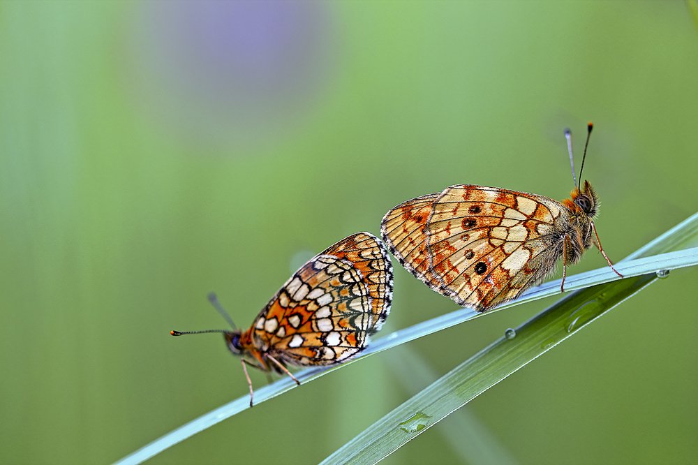 Photograph by Олег Резенов