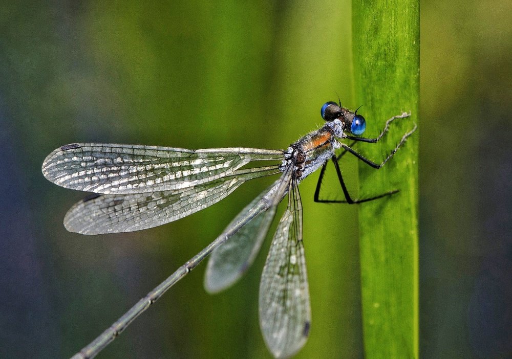 Photograph by Алексей Фомичев