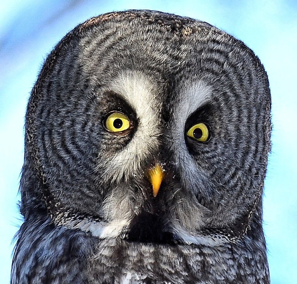 Photograph by Алексей Фомичев