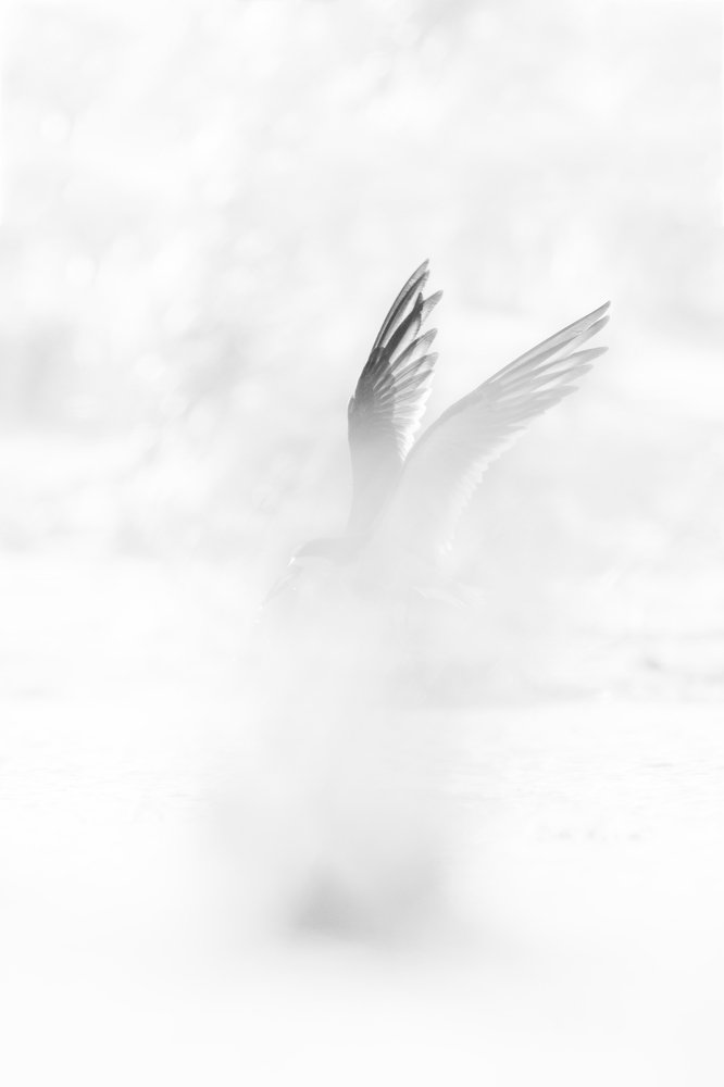 Photograph by Karthik AK