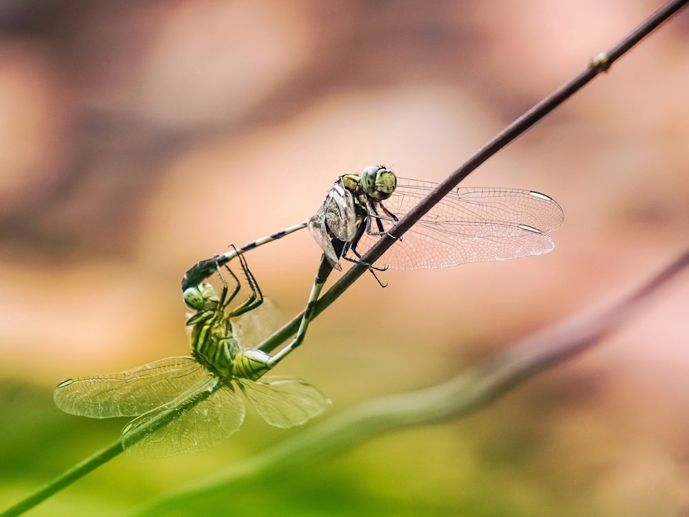 Photograph by DURGESH KUMAR
