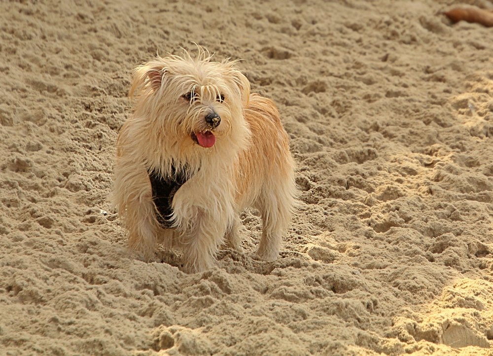 Photograph by Debbie Strauss