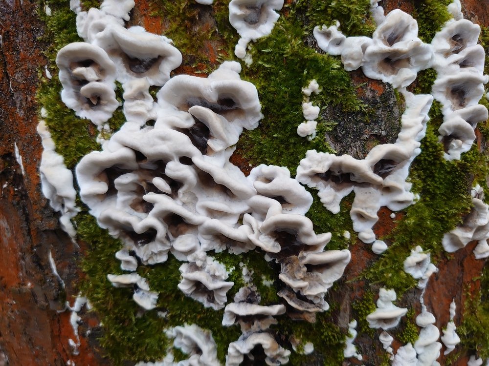 Кружева леса