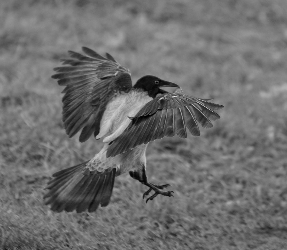 Photograph by Алексей Фомичев