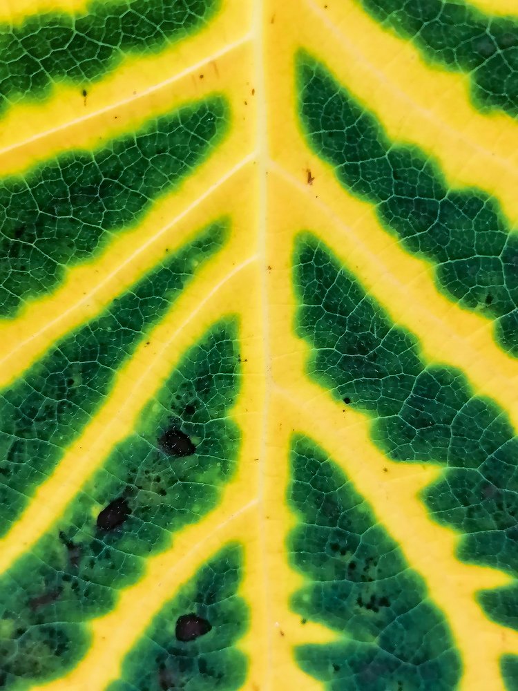 Follow the yellow bricks road