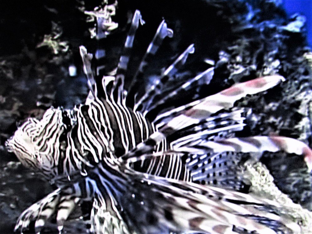 Photograph by Галина