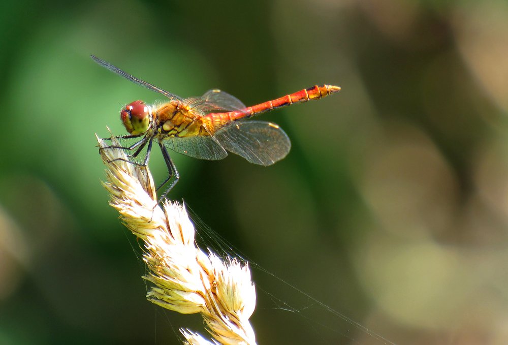 Photograph by Дмитрий Обувалин