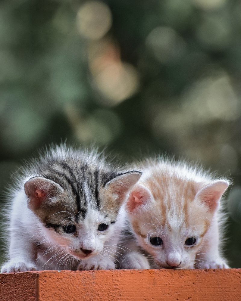 Photograph by ANIL AKSHAY