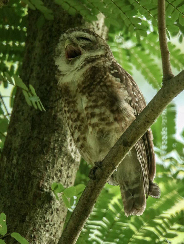 Photograph by Samrat Banerjee