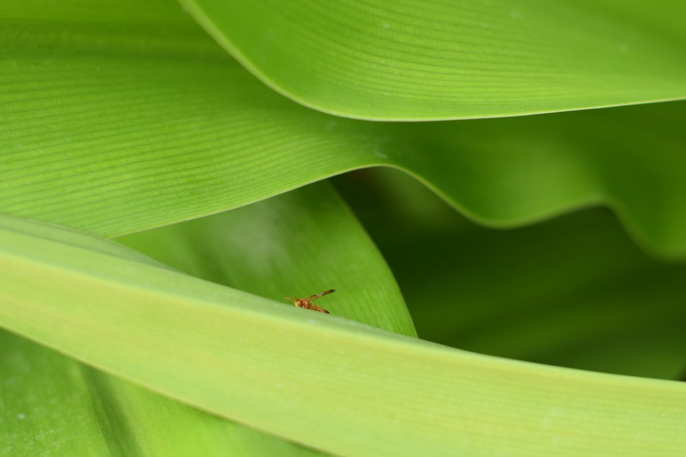 Photograph by Elena Chandran