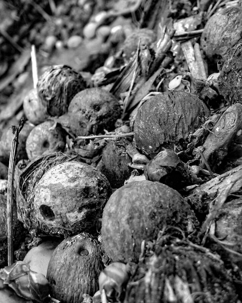 Photograph by Marcos Emanuel