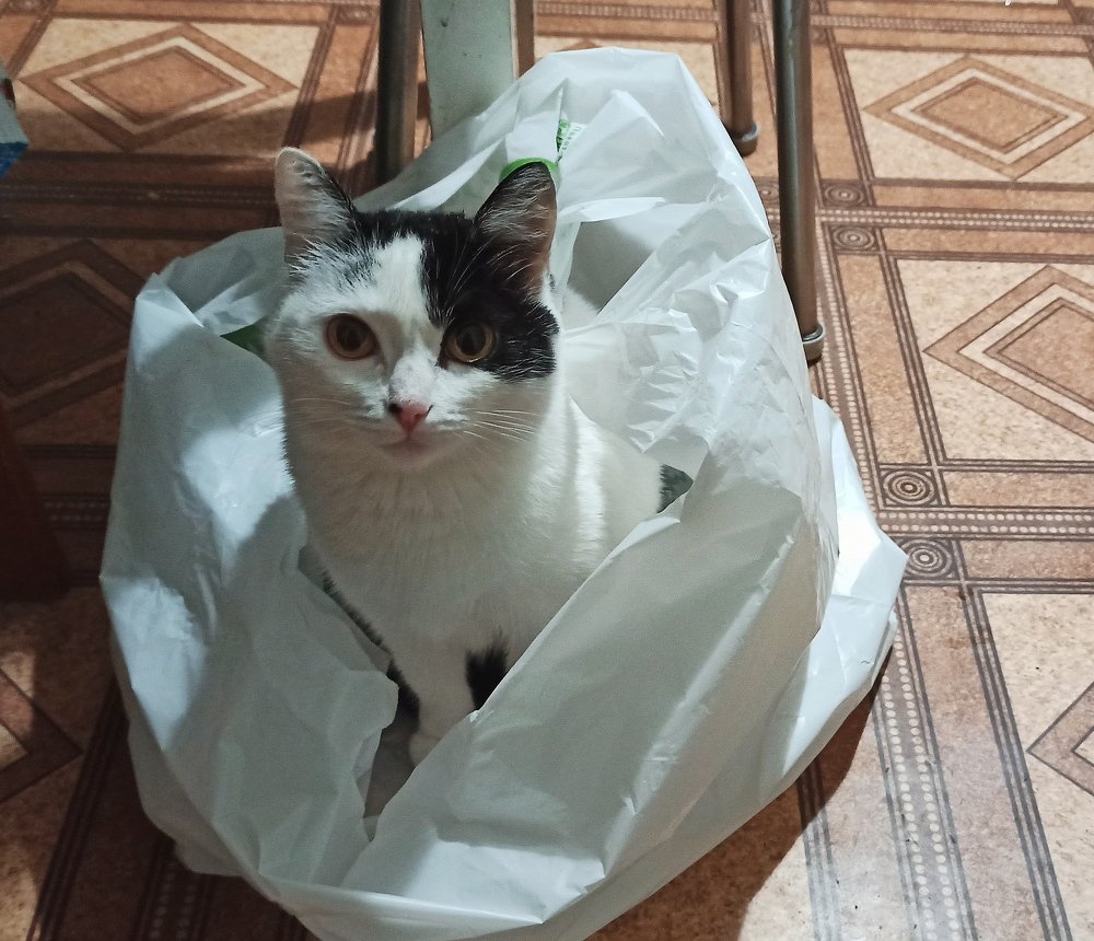 Фотография автора Александр Осинцев