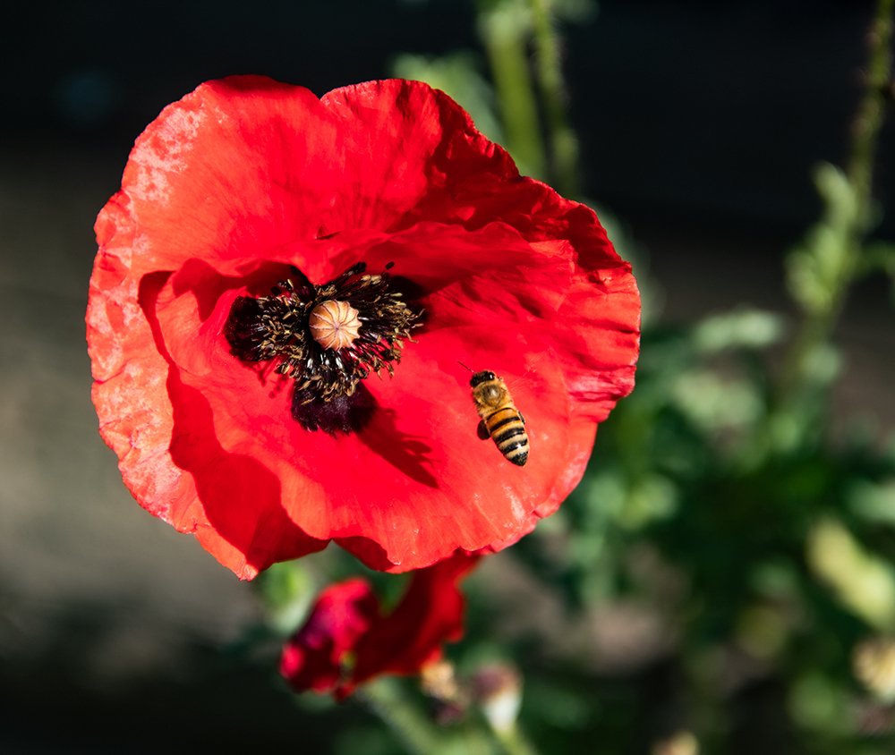 Photograph by Elena Khalizova