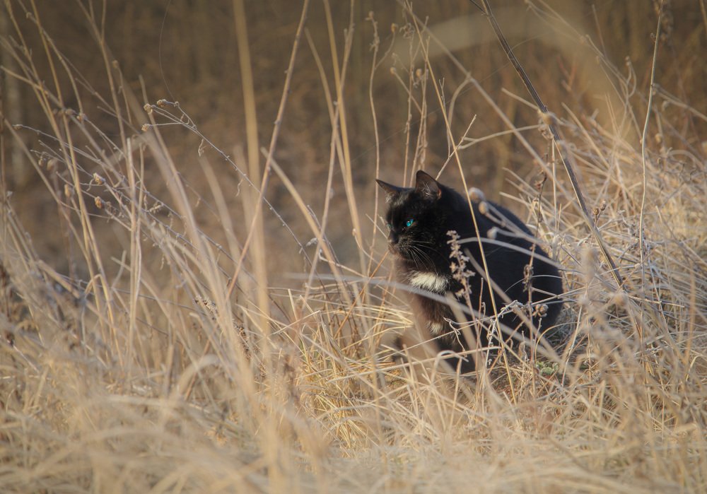 Фотография автора Алиса Чурчудесная