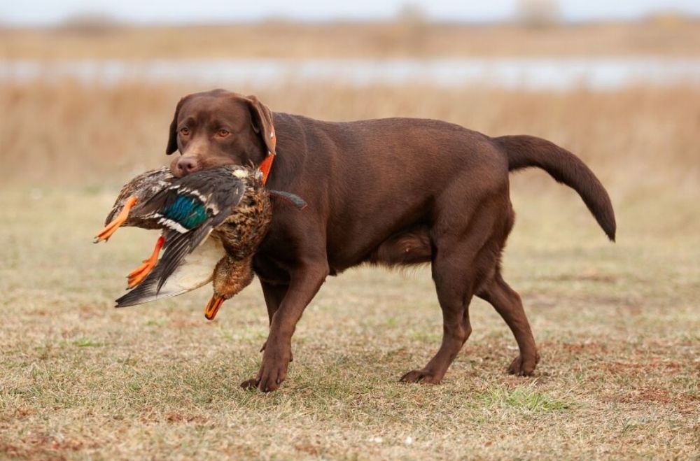 Мизанфа Жоли Евгеника Ностальжи. Рязань.