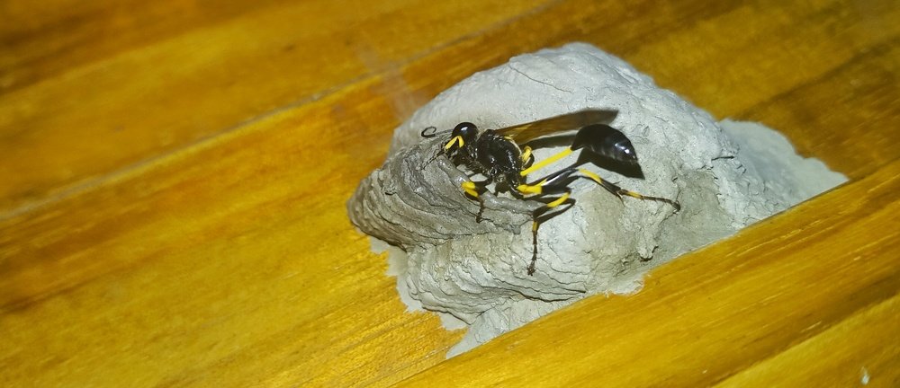 Photograph by Meer Ariful Haque