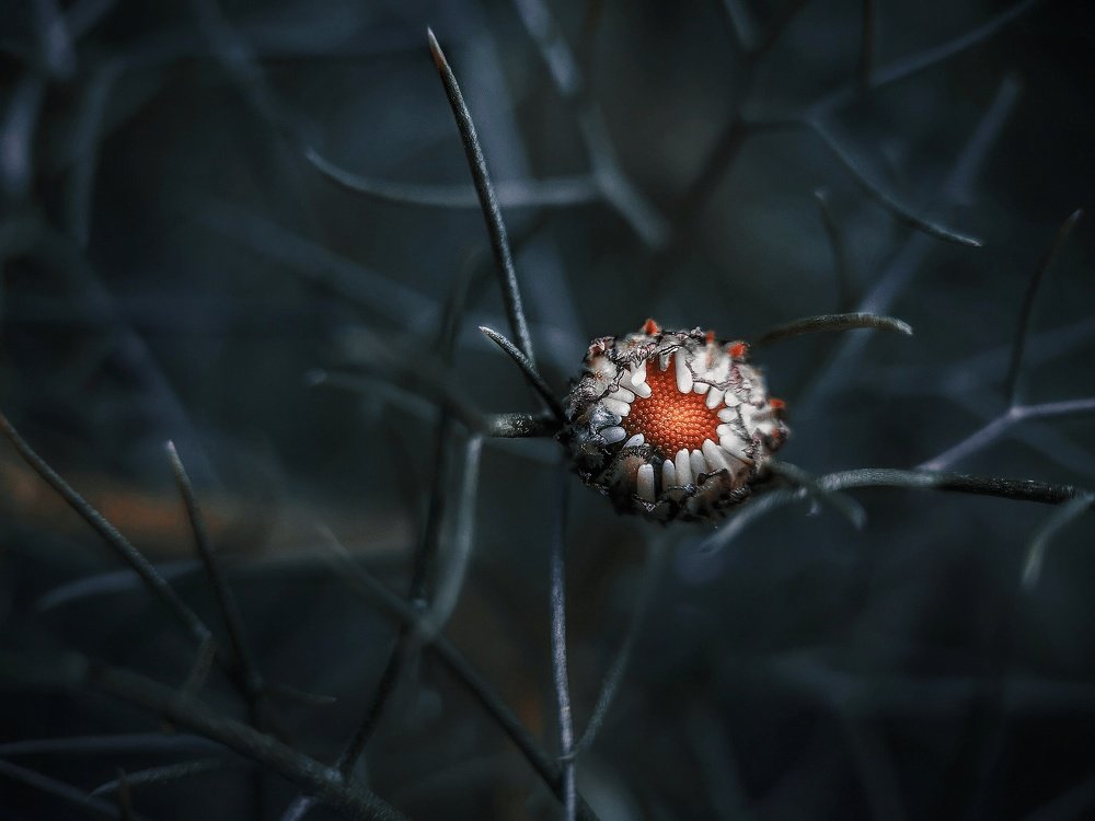 Око Саурона