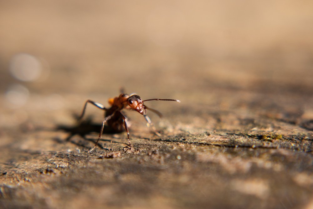 Photograph by Денис Геранькин