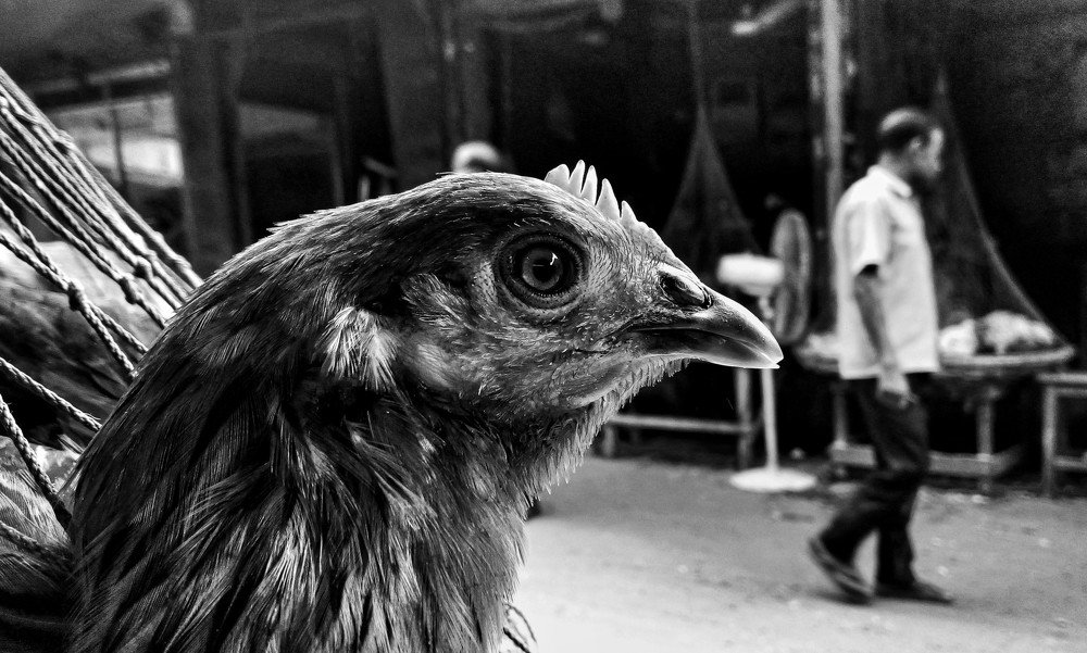 Photograph by Biswas Utsab