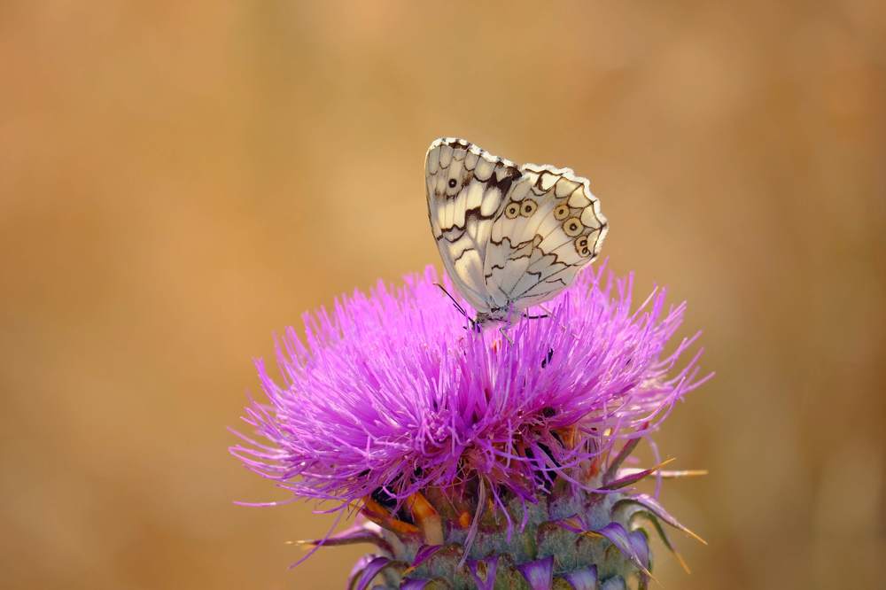 Photograph by Eylem Barış