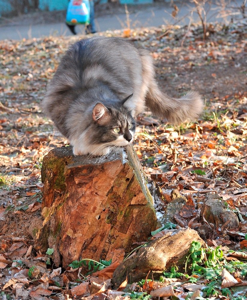 Сяду на пенёк и съем пирожок.