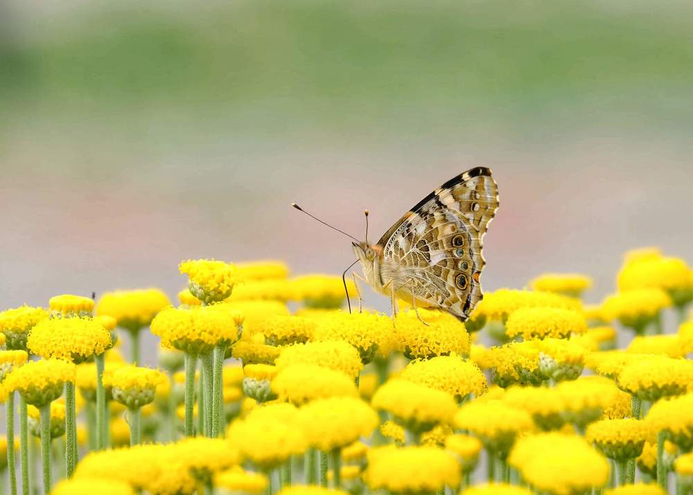 Photograph by Eylem Barış