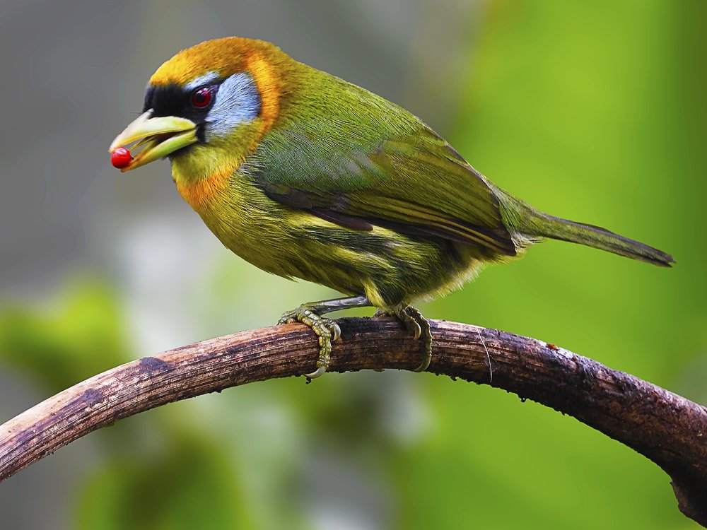 A fruit for babies / Una fruta para los bebés