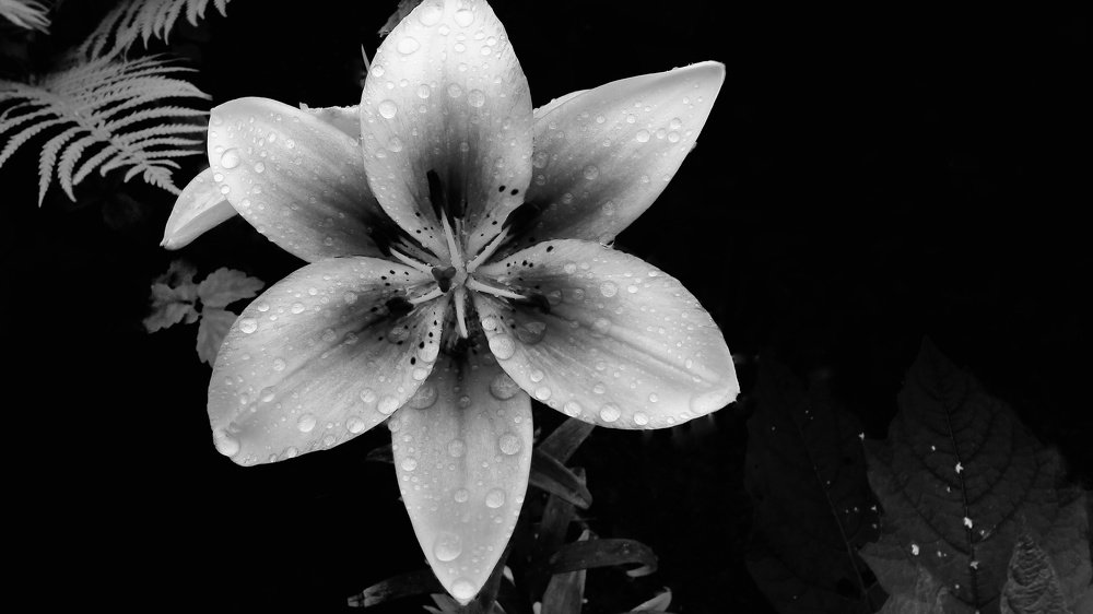 Lily after the rain