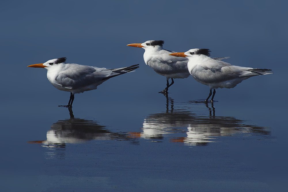 Inmigrantes /  Immigrants