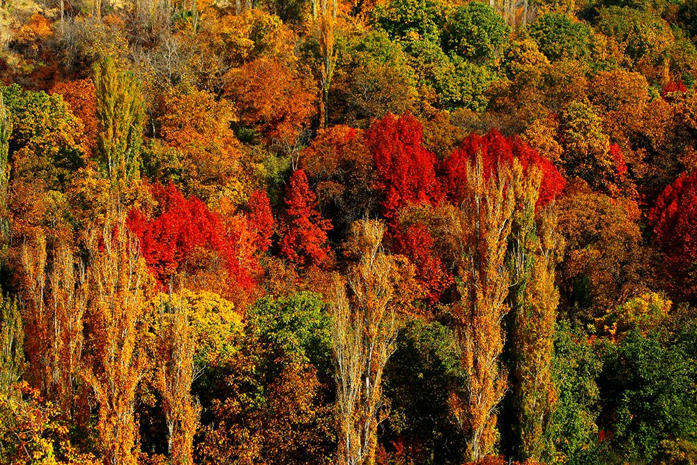 Photograph by Siamak Sabet