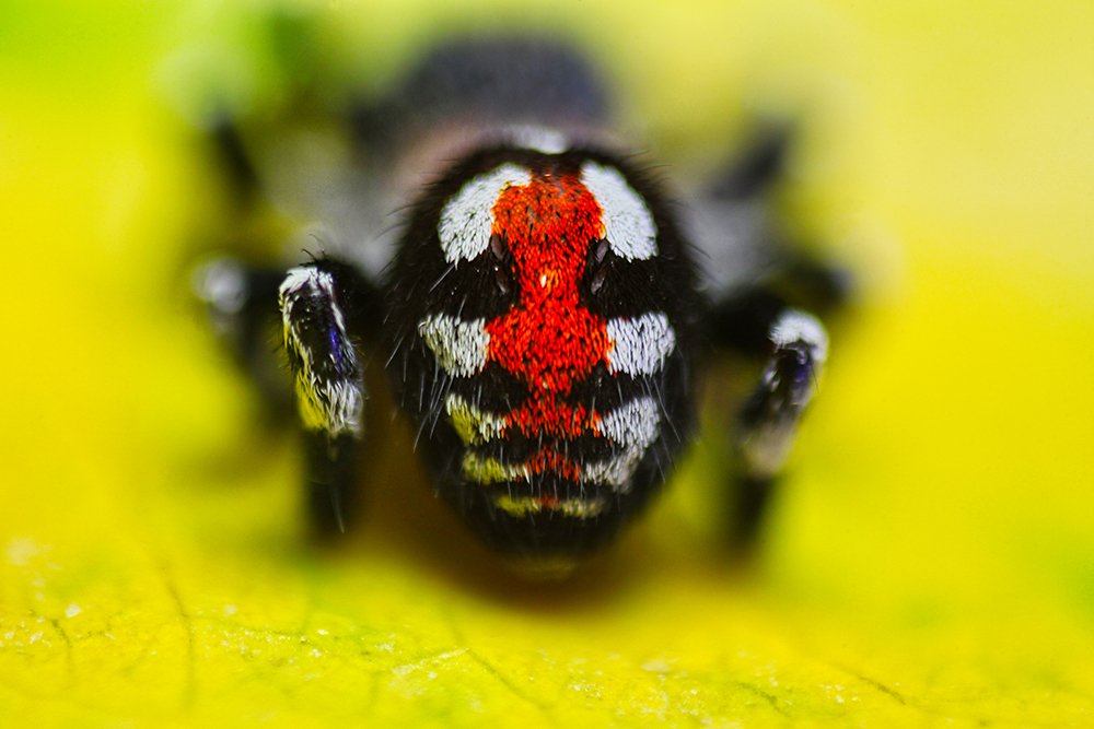 Photograph by Siamak Sabet