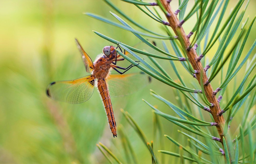 Photograph by Алексей Сиваков