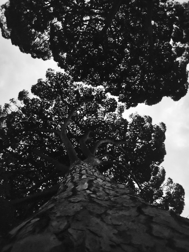 Фотография автора Ману Фалько