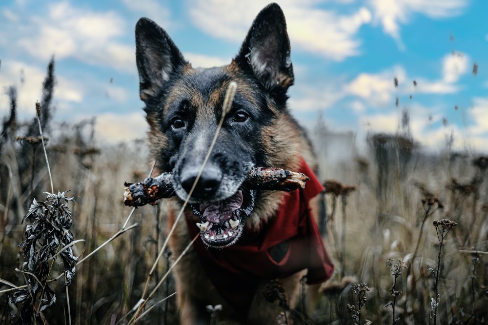 Photograph by Денис Давыдов