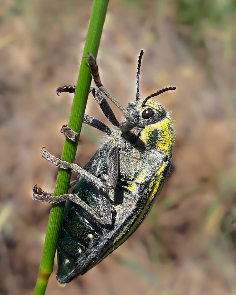 Фотография автора Alipour mohammad