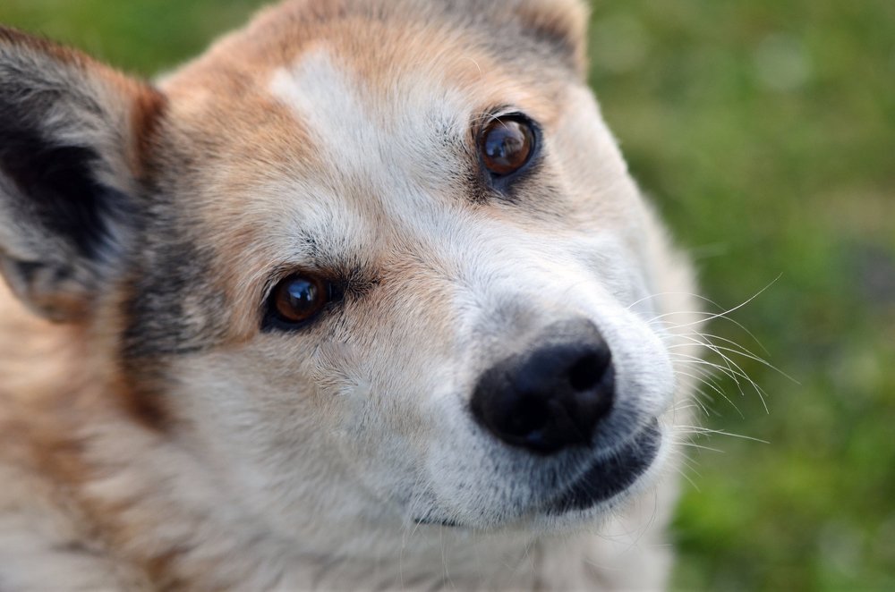 Собачья душа...